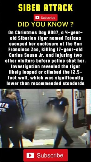 He trash talked a SIBERIAN TIGER and this happens #history #facts