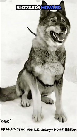 Togo the Siberian Husky: The True Hero of the Serum Run