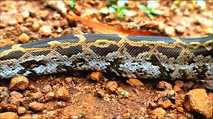 485 reactions · 32 comments | Rock python.  it's rock 落 #snake #wildlife #rescue #snakelife #environment #wildanimals #snakerescue #photochallenge #viralreelschallenge #reelsvideoシ #viralchallenge #kingcobra | Debraj Chakraborty | Facebook