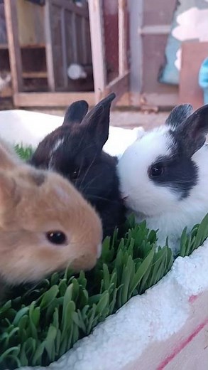 So Many Baby Rabbits! 🐰💛 A Cute Bunny Paradise