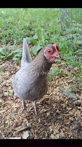 Frankie doesn't let anybody tell her what to do. #imagrumpychicken | Grumpy Chickens