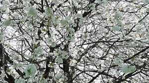 Blooming orchard with falling white flower petals of flowering fruit trees in spring in slow motion