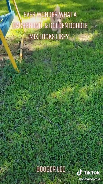 Doxiedoodle: The Adorable Mix of Dachshund and Poodle