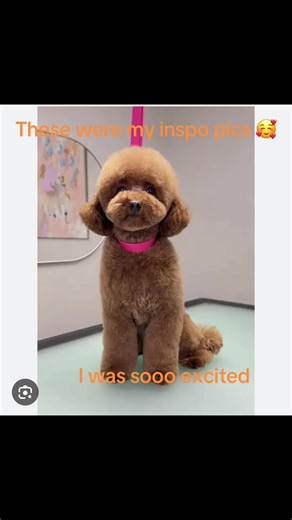 Daily Poodle Grooming Tips and Transformations