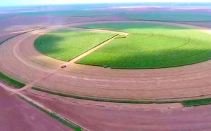 美国农场玉米青贮收割