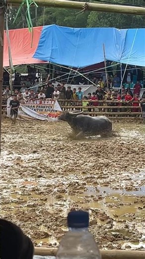 Serlam 🆚 Palisu Sirenden #kpts #bull #tedongsilaga #buffalo