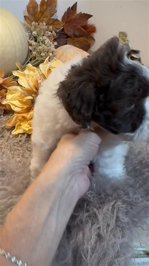 Tiny Micro Bernedoodle baby girl 💕 | Southern Charm Pups / Shih Tzu , Shih Poo’s & Micro/Mini Bernedoodle’s