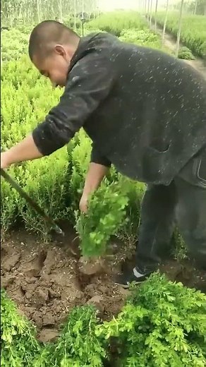 sapling digging mastery pro shovel technique saves 80% effort