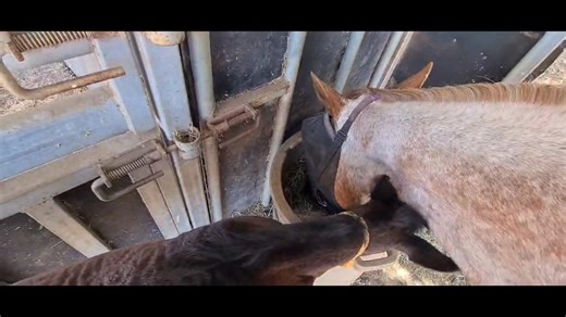 9.4K views · 635 reactions | Just a foal and her mumma. Ruby & Showgirl | Save a Horse Australia | Facebook