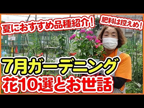 7月に植えられるお花10選！ガーデニングで庭を彩るお世話のポイント5選！初心者でも簡単な追肥・植え方・水やりを紹介！ペンタス・ペチュニア・マリーゴールドなど人気種が登場【園芸】