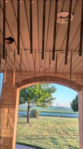 Barn Swallows Don't Care About Hanging Mylar Strips