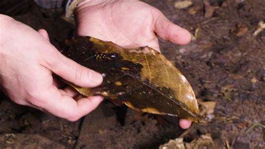 Do earwigs really lay eggs in human ears?