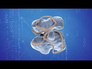 Explainer: How the CRISPR/Cas9 gene-editing tool works