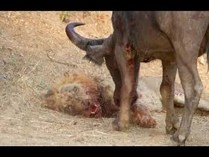 Lion vs Elephant - Buffalo Kills Lion - Wild Animal Attacks