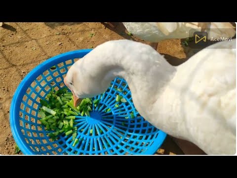 Muscovy Duck 🦆 Loves Spinach | Healthy Diet for Long Neck Duck white | Muscovy Duck 🦆