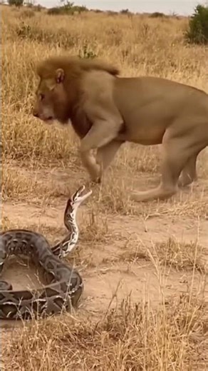 A Lion vs a Python Intense 🤯🦁🐍