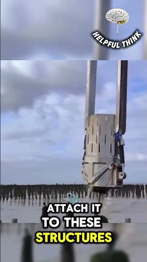 How Mussel Farming Works: One of the Ocean’s Most Sustainable Foods