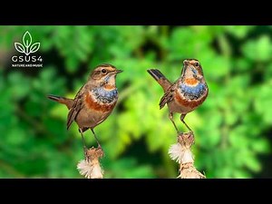 11 Hours Birds Chirping | Relaxing Forest Birds Sounds for Study, Meditation, and Deep Sleep
