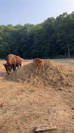 It’s playtime 🦬 A pile of sand and substrate might not look like much, but for the Wood bison in their Canadian Domain habitat, it’s a great source of enrichment ✨ Did you know? Animal enrichment is an important tool in encouraging natural behaviour and promoting overall well-being! Here at your Toronto Zoo, the substrate pictured will contribute towards a playful herd (while keeping the flies on their coats away) 🪰 As we learn more about the importance of an individual animal’s experiences, p