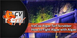 3.6K views · 17 reactions | IceCap Aquarium Products Algae Turf Scrubbers are a safe, easy, and affordable way to naturally filter your aquarium water!  ❄️ https://www.coralvue.com/icecap-turf-scrubber | CoralVue | Facebook