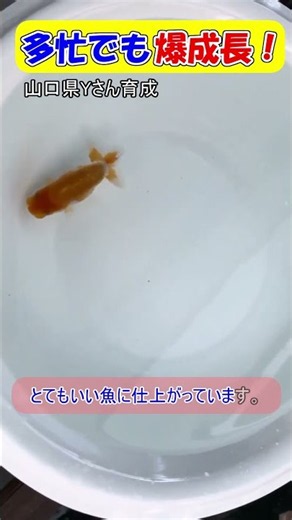 Young Ranchu (Goldfish) Raised by Mr. Y from Yamaguchi Prefecture with Great Future Potential