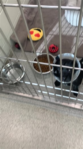 Mitzy's sibling was adopted, so she's a little bummed - but she's confident she'll find her family soon! Meet her at Tri-County Humane Society. #AdoptatTCHS #TCHSpuppies #puppy #shelterpuppy