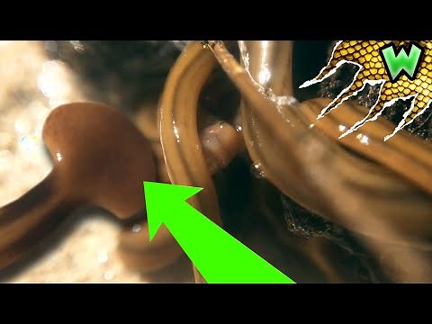 Alien Worms are Invading the East Coast - Here's How to Deal with Them