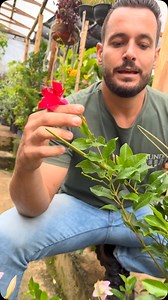 Sabe a diferença entre a Dipladenia ou a Mandevila ? | Mundo verde