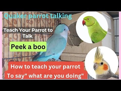 How to Teach your Parrot to Talk | What are you doing | Peek A Boo | Parrot Talking | Quaker Sounds