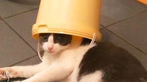 5.1M views · 22K reactions | Her new mom likes having a wild animal in the house. | The Dodo | Facebook