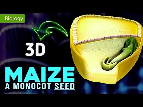 MONOCOT SEED || MORPHOLOGY OF FLOWERING PLANTS || 3D ANIMATION || @MagnetBrainsEducation