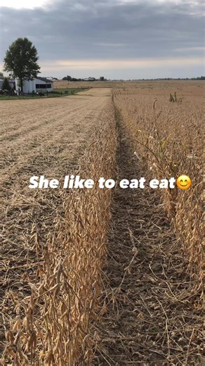 22K views · 111 reactions | #agriculture #Ohio #kids #farmlife #farming #soybeanharvest #soybeanfarming | Homestead | Facebook