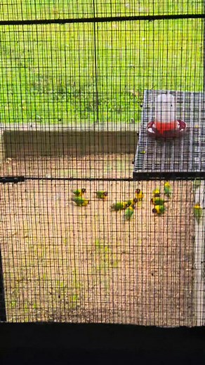 1.1K reactions · 31 shares | Relaxing afternoon at the farm #dvaviarybreedingconservation #AllYouNeedToKnowbyDVAviary #agapornis101 #dvaviary | DV Aviary | Facebook