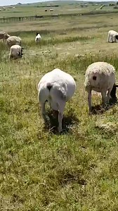 The Dorper Sheep: A Resilient, Profitable Choice for Modern Livestock Farming: As livestock farming continues to evolve, farmers are seeking breeds that balance high productivity with low maintenance and good profitability. Enter the Dorper sheep; a breed that's winning over farmers worldwide. With its characteristic black head, the Dorper is more than just visually distinctive - it brings a unique combination of hardiness, growth efficiency, and premium meat quality that makes it an invaluable 