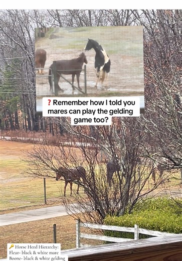 Mares Playing the Gelding Game: Fun Horse Fact