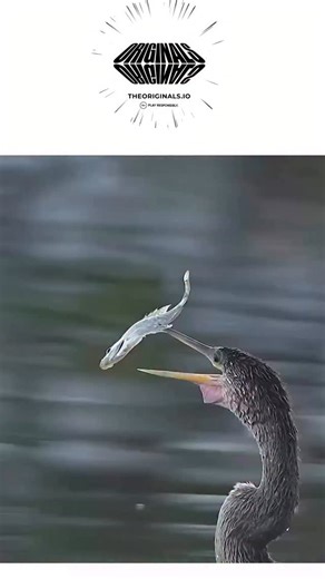 @relatable__sarcasm.k | - The post showcases a slow-motion video of an anhinga (Anhinga anhinga) spearing a fish mid-water and flipping it four times in 1.25... | Instagram