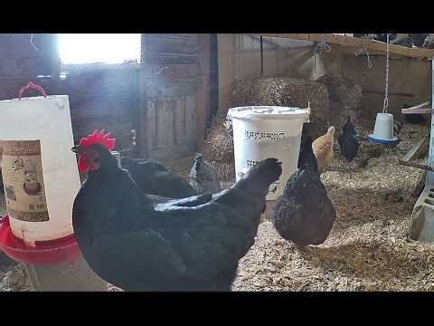 Chicken Coop LIVE STREAM - Rooster Crowing - Hens Clucking Chicken Coop Cam #chickens #chickencoop