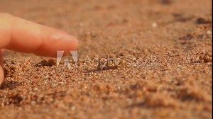 Small crab runs away from a finger trying to touch it in the sand