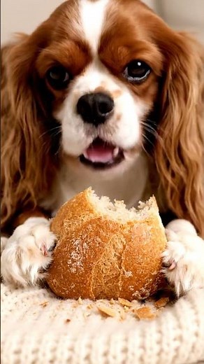 Cute #pets #viral #petasmr #relaxing #asmr #satisfying #asmrcrunches #asmrforsleep