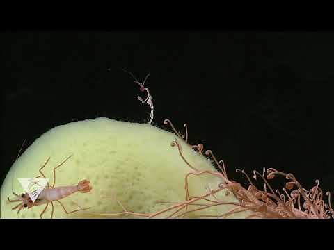 Skeleton shrimp in the deep ocean