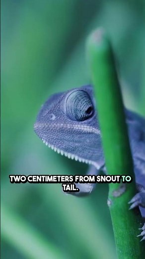 The Nano-Chameleon: The World's Tiniest Reptile