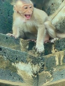 24 reactions · 4 comments | Incredible Story....Piggy Baby Monkey Calling Mom To Take Him down The Temple And Give Him Milk.mp4 #monkey | Monkey vdo | Facebook