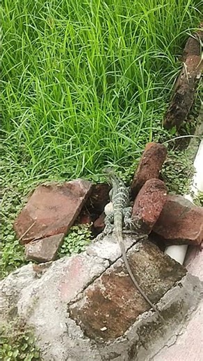 iguana negra o Garrobo