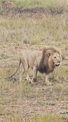 Graceful Movement 🦁🦁🦁 #Wildlife #ShortsAfrica