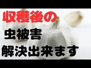 Here's an easy way to prevent the pest that makes garlic cloves hollow. The pest is the cotton bo...