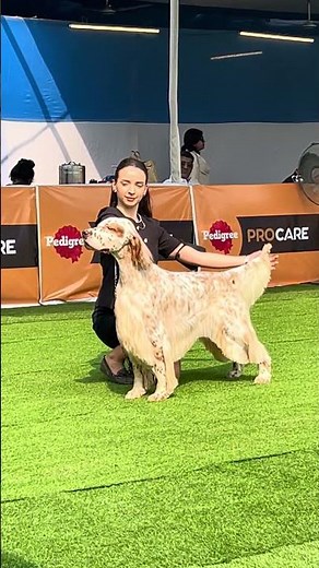English Setter In Calcutta Kennel Club Dog Show #englishsetter #dogyzlife #calcuttadogshow #kcishow