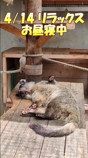 【市川市】4/14市川市動植物園のハクビシン