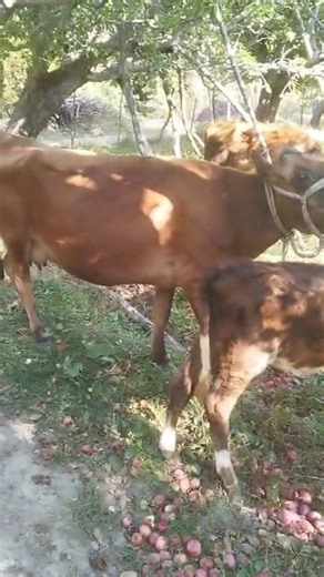 8899928227. Asalamualaikum hope all friends are fine. 3rd lactation cow with male calf 4.5 months old is looking for new home at Hmray pattan. 3 days Ai injected. 7to8 kg milk present. Call him for more details 8899928227. #cows #post #viralvideochallenge #viralreelschallenge #video Follow sheep seller ang For ADD PROMOTION CONTACT 77808 37312 Thanks to all brothers who support | sheep seller ang