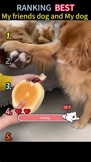 My friends dog vs my dog 😂 #funnypets #dog