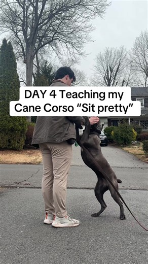Teaching Your Cane Corso to Sit Pretty: A Fun Guide
